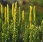 Картинки по запросу розмноження плаунів схема | Herbs, Corn